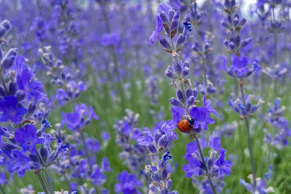 Fängslande Dans Lila Ett Äventyr Bland Lavendel Blommor Lavendel Fältet — Stockfoto