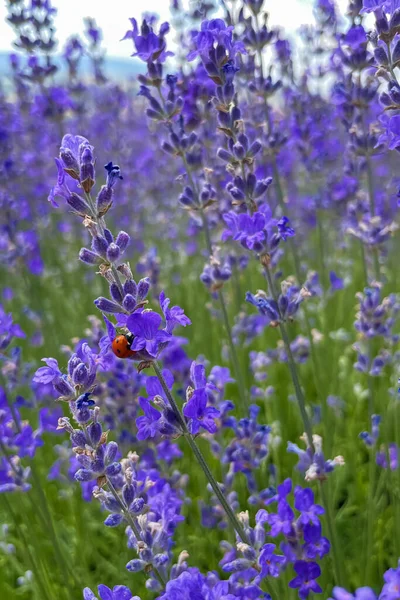 紫の魅惑的なダンス ラベンダー畑のラベンダーの花の中の冒険 — ストック写真