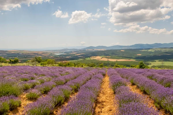 stock image A Captivating Dance of Purple. An Adventure Amidst Lavender Flowers in the Lavender Field