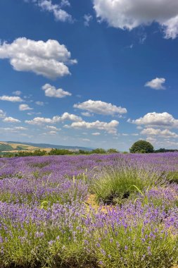Mor Büyüleyici Dans. Lavanta Tarlasında Lavanta Çiçekleri Arasında Bir Macera