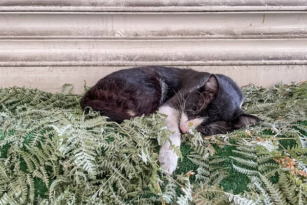 无家可归的猫睡在地板上 背景是蕨叶 — 图库矢量图片