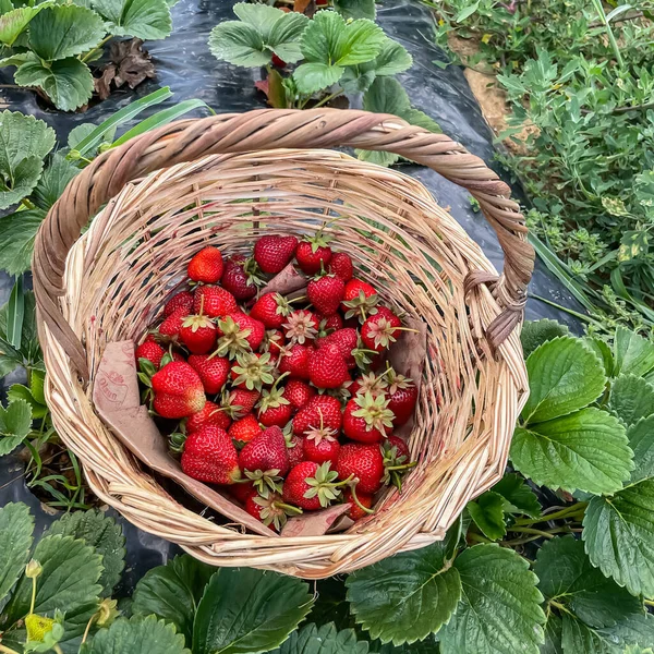 Συγκομιδή Φράουλας Στον Κήπο Φράουλες Καλάθι — Διανυσματικό Αρχείο