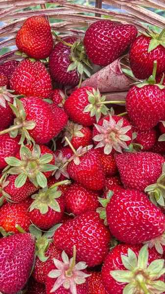草莓种植 优质收获的步骤 草莓种植和农业技术 建设一个成功的草莓园 — 图库照片
