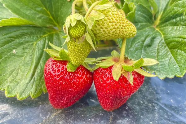 stock image Strawberry Farming. Steps for High Yield and Quality Harvest. Strawberry Cultivation and Agricultural Techniques. Building a Successful Strawberry Field.