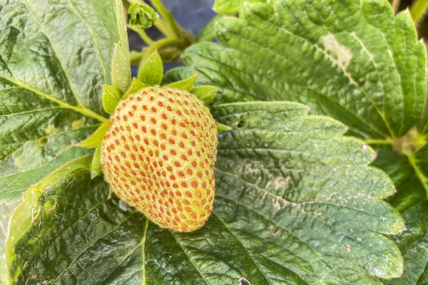 Strawberry Farming Passaggi Raccolti Alta Resa Qualità Coltivazione Fragole Tecniche — Foto Stock