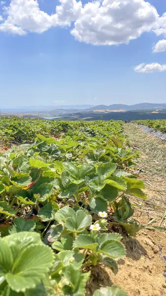 Strawberry Farming Passos Para Colheita Alto Rendimento Qualidade Cultivo Morango — Fotografia de Stock
