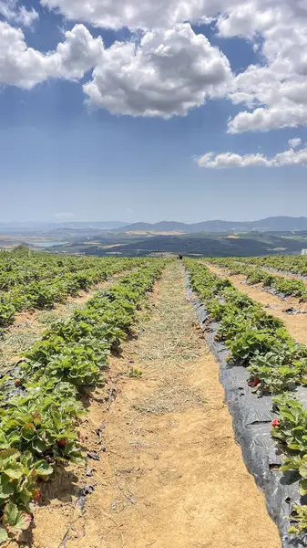 草莓种植 优质收获的步骤 草莓种植和农业技术 建设一个成功的草莓园 — 图库照片