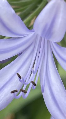 Agapanthus, Amaryllidaceae familyasından Agapanthoideae familyasından bir bitki cinsi. Afrika zambağı.