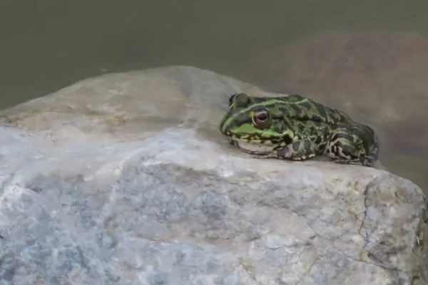 Stock image The Silent Frog of the Pond