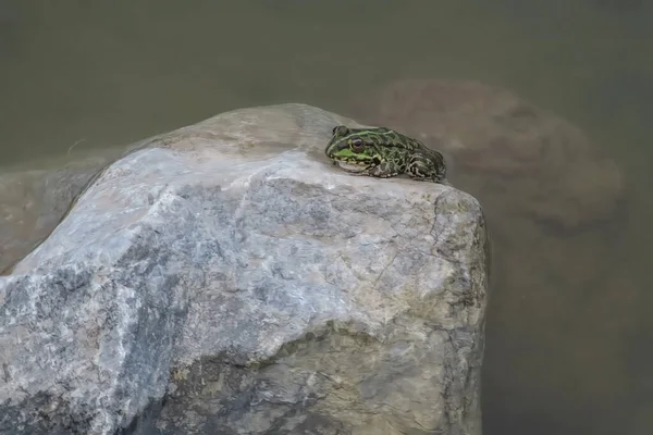 Silent Frog Pond — Stock fotografie