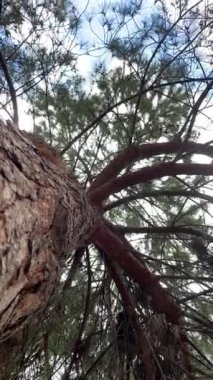 Ağaç gövdesi, dallar ve yapraklar yukarı doğru..
