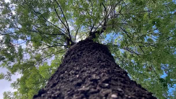 Tronco Árvore Ramos Folhas Chão Para Cima Tiro Lapso Tempo — Vídeo de Stock