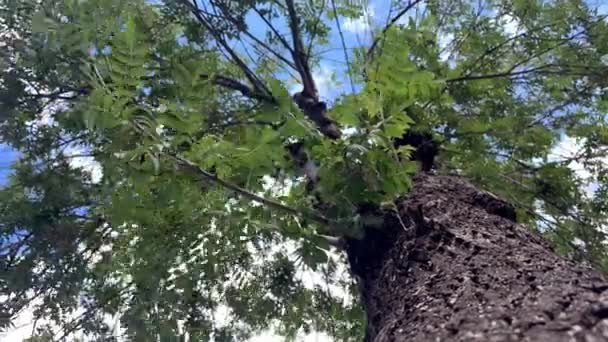 Ствол Дерева Ветви Листья Земли Вверх — стоковое видео