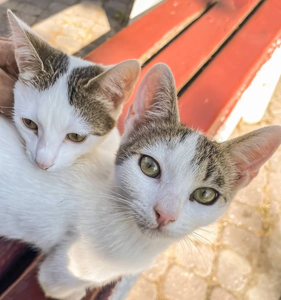 Nahaufnahme Von Zwei Niedlichen Weißen Und Grauen Katzen Die Auf — Stockvektor