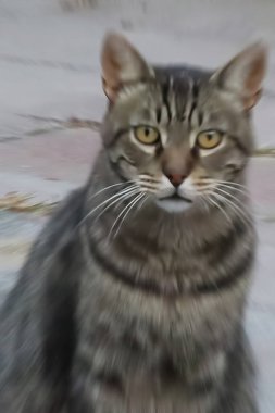 Görüntü Efektli Büyüleyici Tabby Kedi Portresi. Kedi Güzelliğine Büyüleyici Bir Bakış