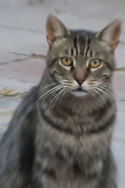 Mesmerizante Retrato Tabby Cat Com Efeito Blur Vislumbre Cativante Beleza — Fotografia de Stock