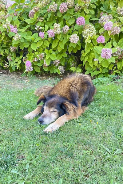 Serenity Meadow Peaceful Slumbering Dog Amidst Nature Embrace — Stock Photo, Image