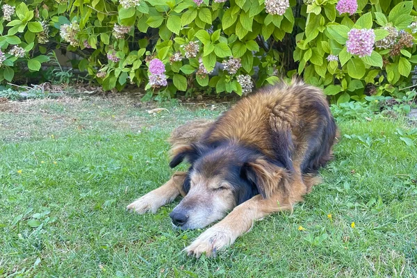 Spokoju Meadow Pokojowy Pies Wśród Natury Obejmuje — Zdjęcie stockowe