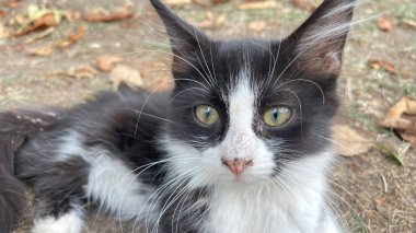 Doğadaki sevgili dostlarımız. Kediler. Bir Kedinin Sevimliliği ve Doğal Zarafeti Tarafından Büyülenenler İçin Harika Görsel Bir Deneyim