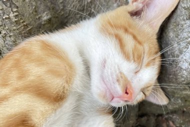 Doğadaki sevgili dostlarımız. Kediler. Bir Kedinin Sevimliliği ve Doğal Zarafeti Tarafından Büyülenenler İçin Harika Görsel Bir Deneyim