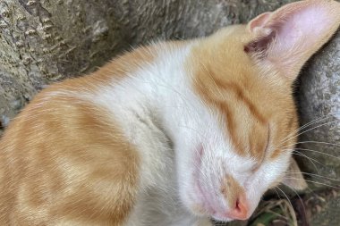 Doğadaki sevgili dostlarımız. Kediler. Bir Kedinin Sevimliliği ve Doğal Zarafeti Tarafından Büyülenenler İçin Harika Görsel Bir Deneyim