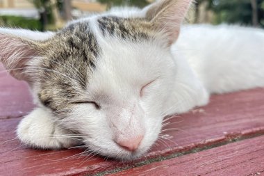 Doğadaki sevgili dostlarımız. Kediler. Bir Kedinin Sevimliliği ve Doğal Zarafeti Tarafından Büyülenenler İçin Harika Görsel Bir Deneyim
