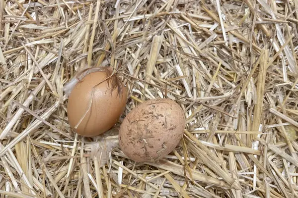 Два Куриных Яйца Соломе Крупный План — стоковое фото