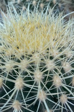 Echinocactus platyacanthus, aynı zamanda dev fıçı kaktüsü, altın fıçı kaktüsü, dev Viznaga ya da Biznaga de dulce olarak da bilinir. Bir kaktüs türüdür. Chihuahuan Çölü 'nün ortasındaki Meksika' ya özgüdür..