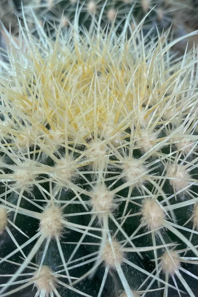 Echinocactus Platyacanthus Also Known Giant Barrel Cactus Golden Barrel Cactus — Stock Photo, Image