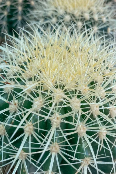Echinocactus Platyacanthus Znany Również Jako Gigantyczny Kaktus Beczkowy Złoty Kaktus — Zdjęcie stockowe