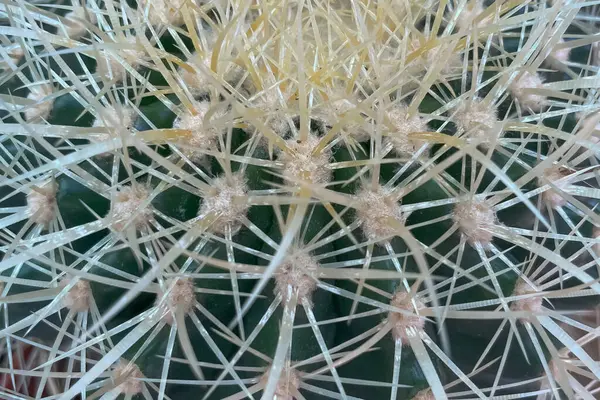 Echinocactus Platyacanthus Également Connu Sous Nom Cactus Baril Géant Cactus — Photo