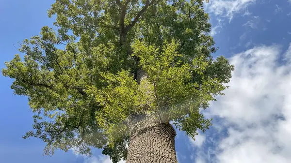Duże Stare Drzewo Zielonymi Liśćmi Błękitnym Niebem Tle — Zdjęcie stockowe