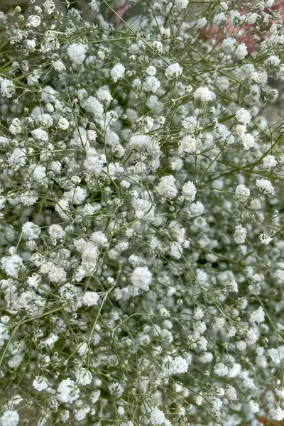 白色的吉普赛花背景 吉普赛薄荷 — 图库照片