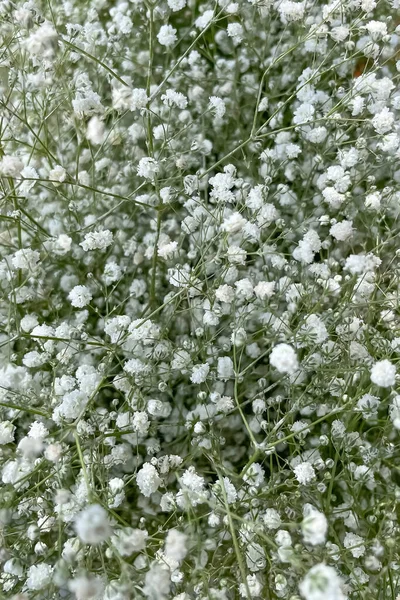 ホワイトジプソフィラの花の背景 ジプソフィラ パンチャータ — ストック写真