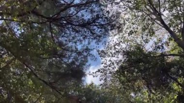 Doğa 'nın Görkemi' nden büyülendim. Ormanın Güzelliği, Mavi Gökler ve Ağaçların Havadan Bakışı. Dünyanın Barışı. Ormanın ve Mavi Gök 'ün Yeşilliği Altında..