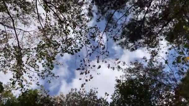 Encantado Pelo Esplendor Natureza Beleza Floresta Céus Azuis Vistas Aéreas — Vídeo de Stock