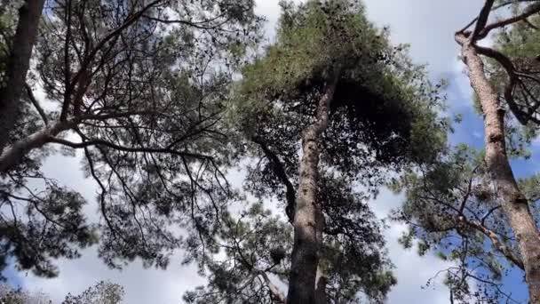 Очарован Природным Великолепием Красота Леса Голубое Небо Воздушные Виды Деревьев — стоковое видео