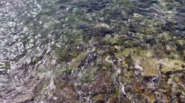 Güneşli bir sabah. Deniz kıyısında. kayalar ve yosunlar. Açık deniz.