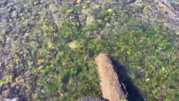 晴れた朝でした 海岸にいる ロックと藻類 クリアな海 — ストック動画