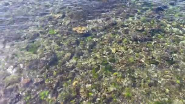 Está Uma Manhã Ensolarada Beira Mar Rochas Algas Mar Límpido — Vídeo de Stock