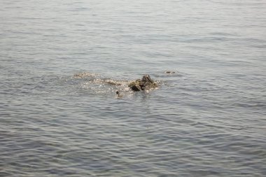 Sabahın erken saatlerinde sakin deniz ve kayalar