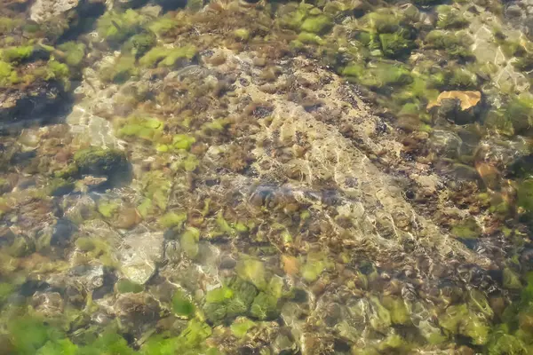 Está Uma Manhã Ensolarada Beira Mar Rochas Algas Mar Límpido — Fotografia de Stock