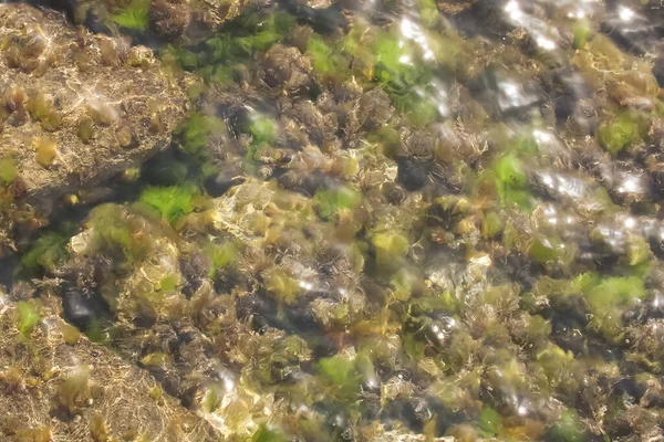 Una Mattina Sole Riva Mare Rocce Alghe Mare Cristallino — Foto Stock