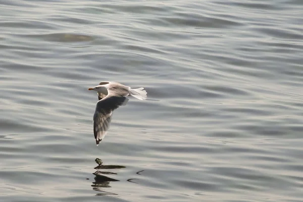 自由飞翔的海洋领主海鸟在自由的蓝天中跳舞 — 图库照片