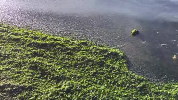 Alghe Sul Seashore Loro Importanza Diversità Nell Ecosistema Affascinanti Alghe — Video Stock
