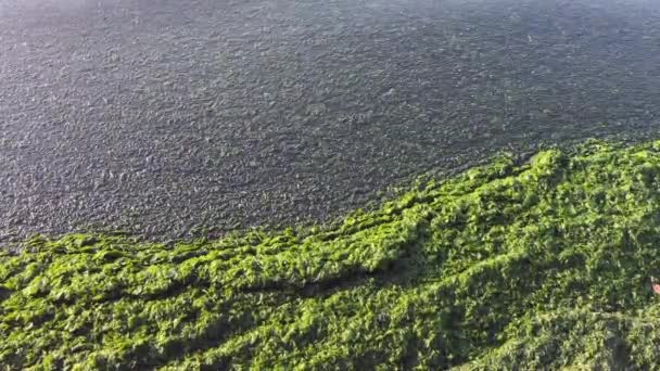 Seaweeds Seashore Importance Diversity Ecosystem Fascinating Algae Seashores Ecological Role — Stock Video