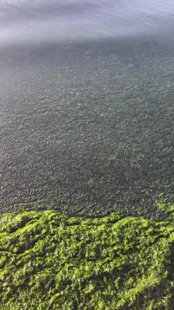 Alghe Sul Seashore Loro Importanza Diversità Nell Ecosistema Affascinanti Alghe — Video Stock