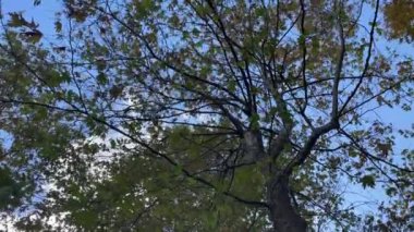 Mavi gökyüzünün altında sonbahar mevsiminin renkleriyle süslenmiş bir ağaç resmi. Güneş ışığı sonbaharın büyülü atmosferini vurgular ve ağacın gövdesi bu renk karmaşasına mükemmel bir zıtlık yaratır. Çarpıcı bir sonbahar manzarası..