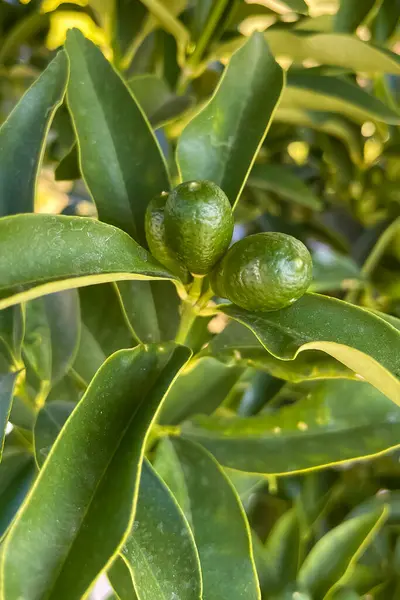 Kumquats  or cumquats in Australian English, are a group of small, angiosperm, fruit-bearing trees in the family Rutaceae.