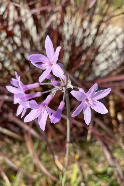 Tulbaghia violacea, commonly known as society garlic, pink agapanthus, wild garlic, sweet garlic, spring bulbs, or spring flowers